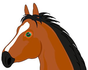 Image showing Portrait animal horse on white background is insulated