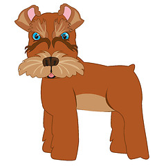 Image showing Dog scnauzer on white background is insulated