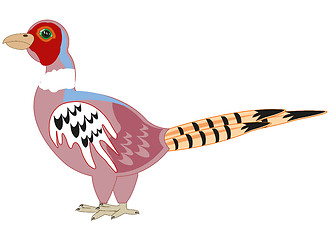 Image showing Bird pheasant on white background is insulated