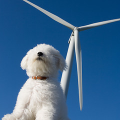 Image showing The dog sniffing the air, turnines in the background