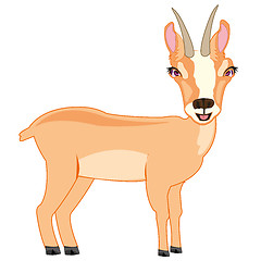 Image showing Wildlife chamois on white background is insulated