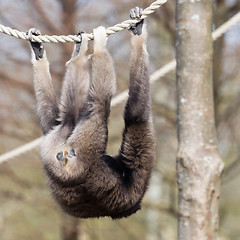 Image showing Adult white handed gibbon