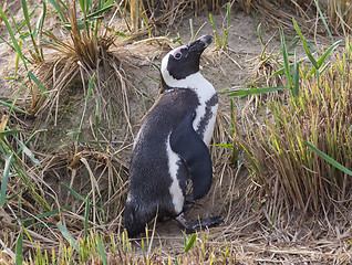 Image showing African Penguin, Spheniscus demersus