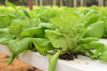 Image showing Lettuce vegetable growing in hydroponic farm