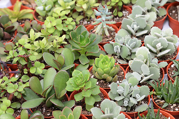 Image showing Closeup of cactus and succulent plants 
