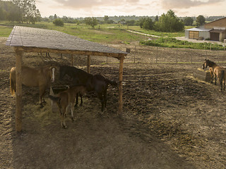 Image showing Horses eat fresh hay from a wooden box on a farm on a summer day. Agricultural