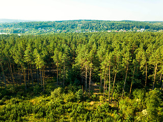 Image showing Panoramic view of the pine forest and a small village against the sky on a sunny day. Aerial view from the drone. Natural background