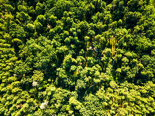 Image showing Green natural foliage forest in summer sunny day. Aerial view from the drone. Natural background