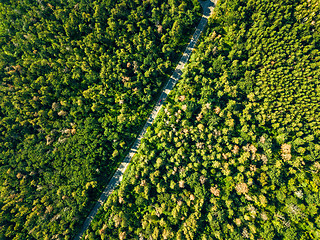 Image showing Aerial view of the road through the deciduous forest is a fine summer day. Natural background