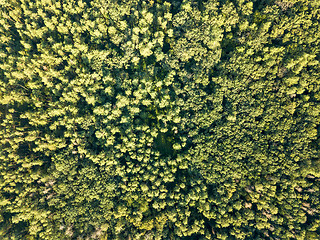 Image showing Aerial photograph of a summer day on green foliage forest. Natural background. Environmental conservation concept