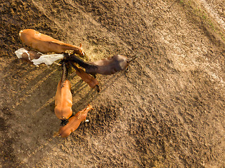 Image showing Top view of a group of horses eating hay from a wooden box on the farm. Aerial view from the drone