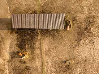 Image showing Horses eat fresh hay from a wooden box on a farm on a summer day. Aerial view from the drone