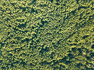 Image showing Aerial view of the drone on the greenery of trees on a summer day. Natural background