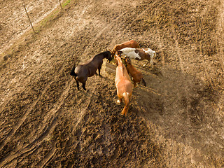 Image showing Aerial view from the drone of farm horses grazing and walking on a summer day