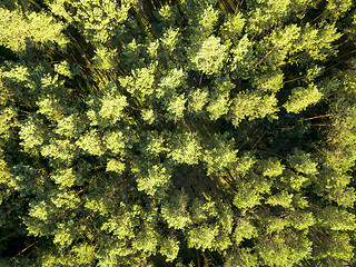 Image showing Top view of a summer deciduous forest on a clear summer day. Aerial view with dron like foliage natural background