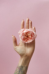 Image showing Pink rose bud in female hand with tattoo on pink background with copy space. Postcard