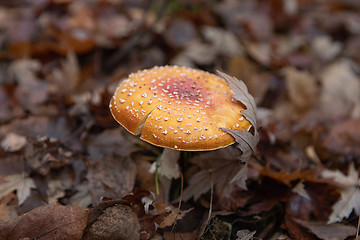 Image showing Red poisonous mushrooms in the autumn forest