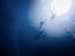 Image showing Many divers in the sea