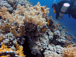 Image showing Coral Reef underwater in the sea