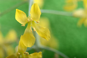 Image showing Pistils yellow flower close up on green abstract background