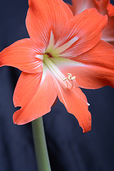 Image showing Red lily flower. Abstract background. Close up.