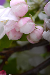 Image showing Flowers of the apple blossoms on a spring day