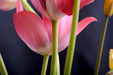 Image showing spring flowers banner - bunch of pink tulip flowers on black background