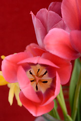 Image showing spring flowers banner - bunch of red tulip flowers on red background