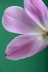 Image showing Close-up single pink tulip flower isolated on abstract background