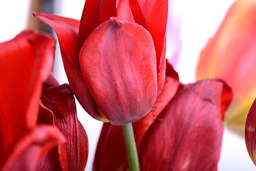 Image showing Beautiful flowers background. Closeup and amazing view of growing red tulips flower