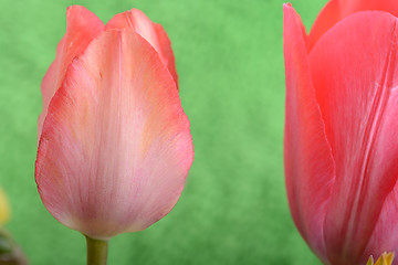 Image showing spring flowers banner - bunch of red tulip flowers on green background