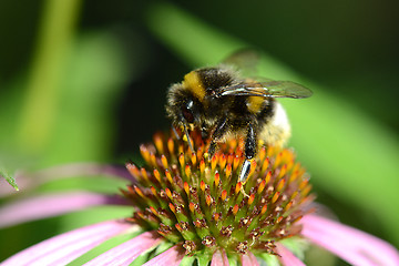 Image showing bumble bee flying to flower