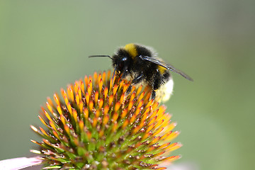 Image showing bumble bee flying to flower