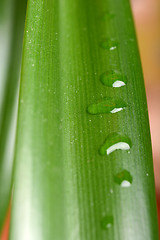 Image showing Drops Water on Green Leaves. Macro Close Up