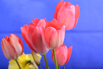 Image showing spring flowers banner - bunch of red tulip flowers on blue background