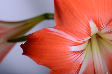 Image showing Red lily flower. Abstract background. Close up.