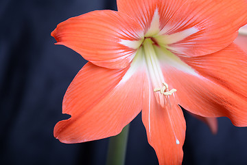 Image showing Red lily flower. Abstract background. Close up.