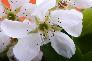 Image showing Flowers of the apple blossoms on a spring day