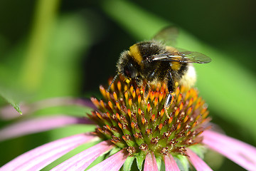 Image showing bumble bee flying to flower