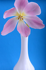 Image showing Pink tulips in vase isolated on abstract blue background