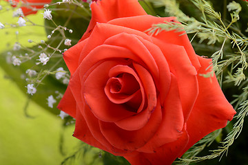 Image showing single red rose background, close up shot, valentine day concept.