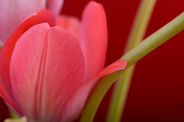 Image showing spring flowers banner - bunch of red tulip flowers on red background