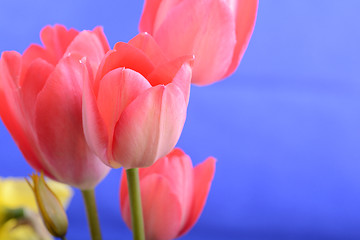 Image showing spring flowers banner - bunch of red tulip flowers on blue background