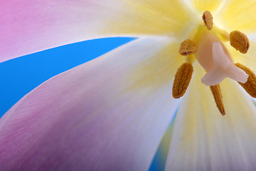 Image showing Close-up single pink tulip flower isolated on abstract background