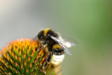 Image showing bumble bee flying to flower