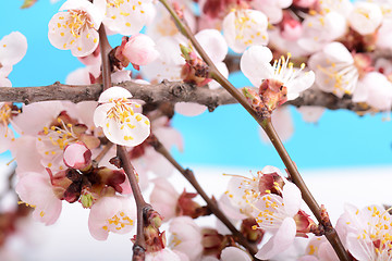 Image showing Flowers of the apple blossoms on a spring day