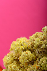 Image showing Set of yellow close up dandelion flowers for your design