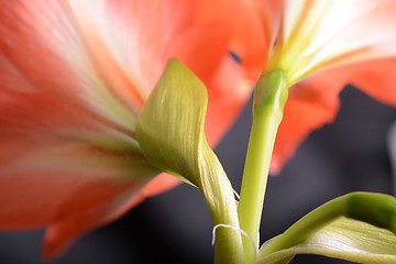 Image showing Red lily flower. Abstract background. extreme close up
