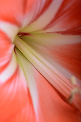 Image showing Red lily flower. Abstract background. extreme close up