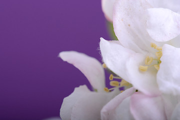 Image showing Spring Cherry blossoms, white flowers.